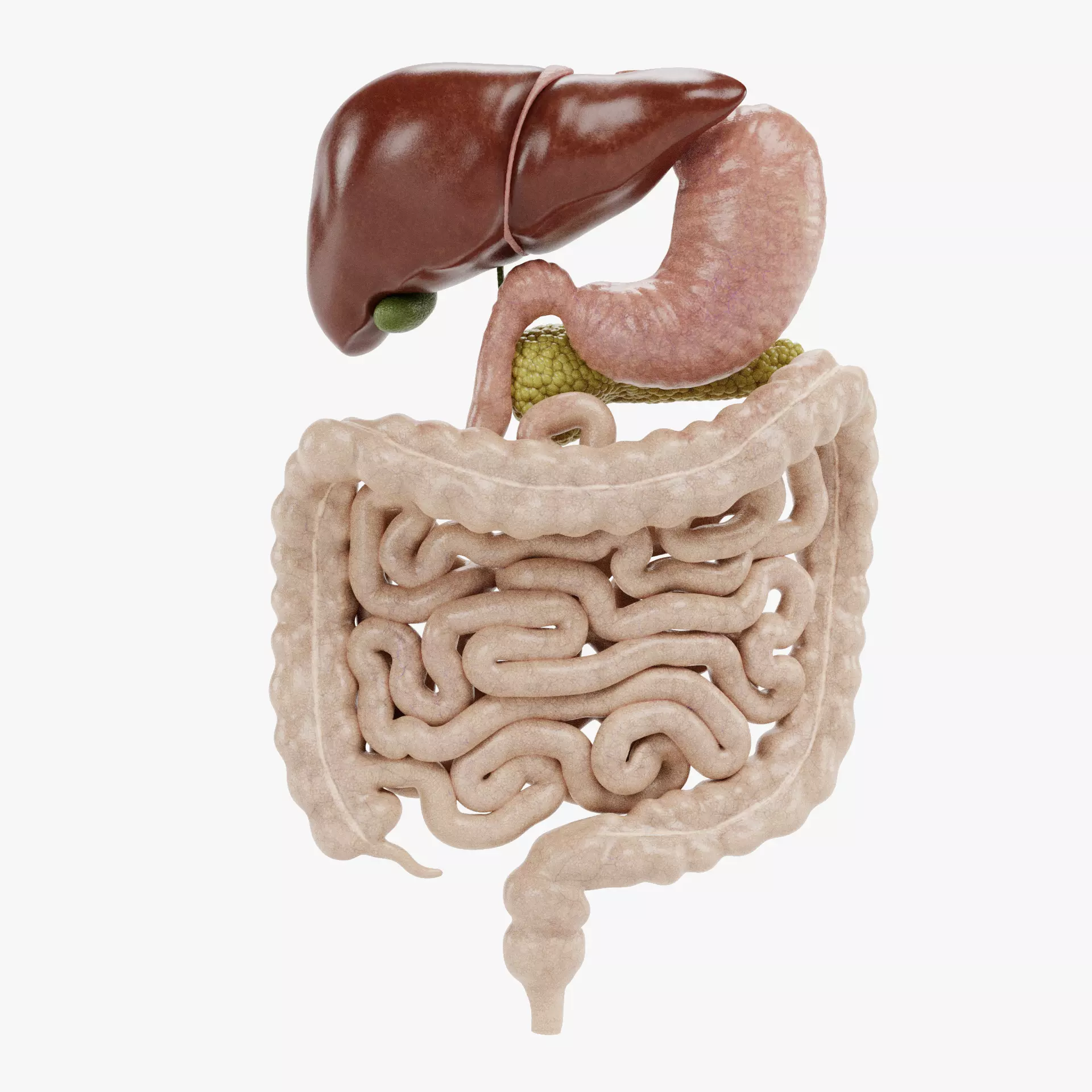 Digestive System - Realistic Human Internal Organs 3D model_25