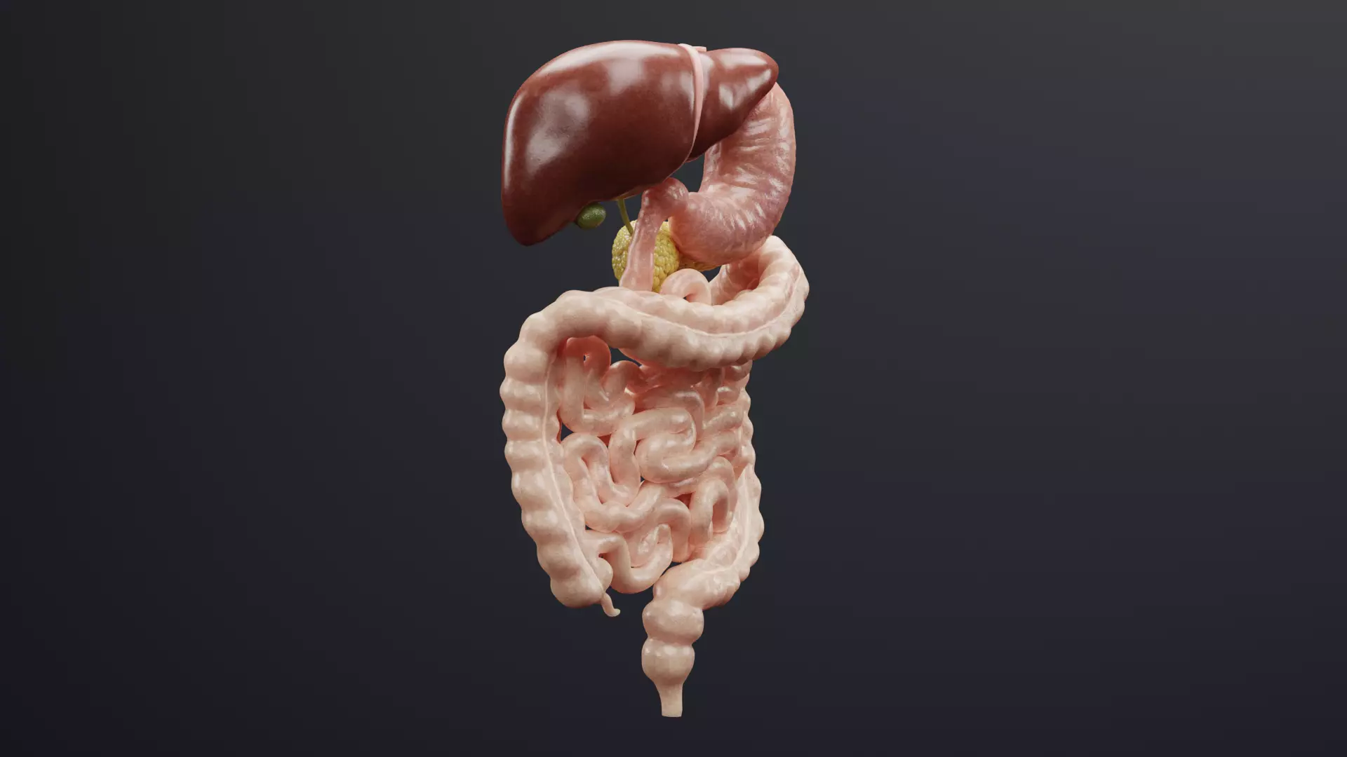 Digestive System - Realistic Human Internal Organs 3D model_5