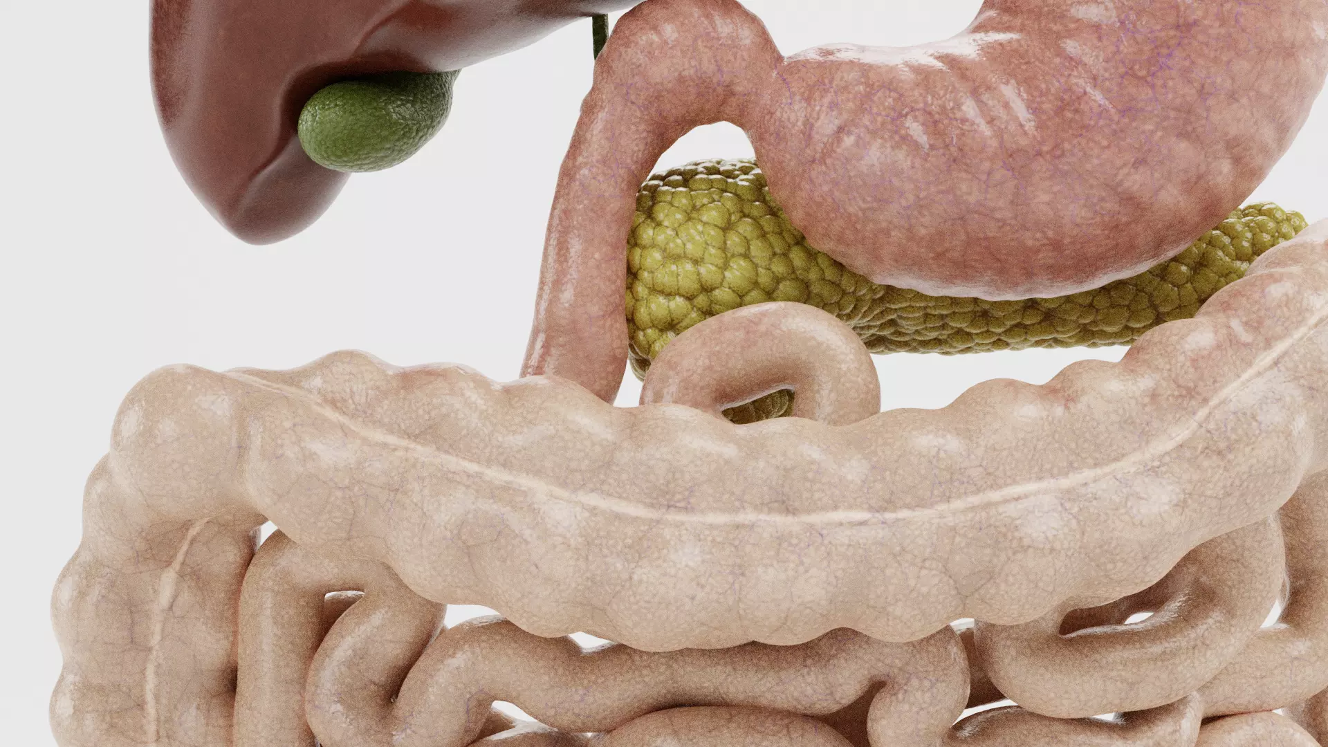 Digestive System - Realistic Human Internal Organs 3D model_14