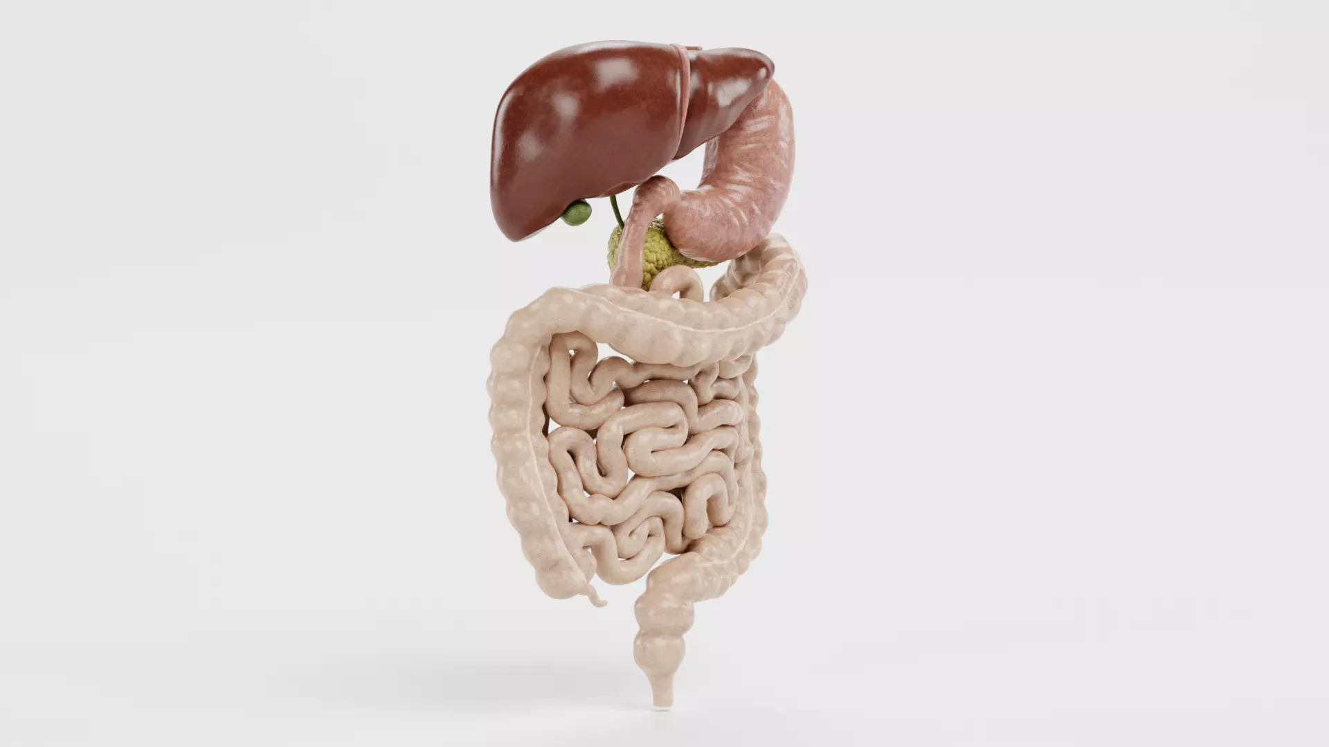 Digestive System - Realistic Human Internal Organs 3D model_7