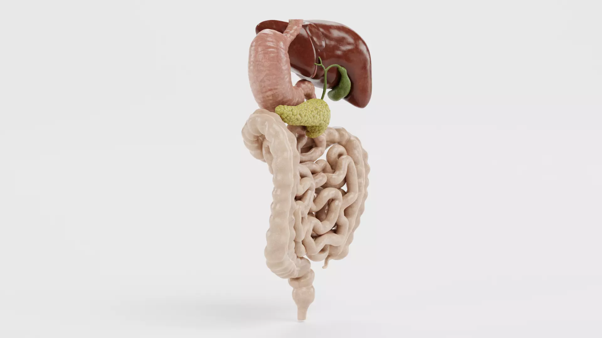 Digestive System - Realistic Human Internal Organs 3D model_9