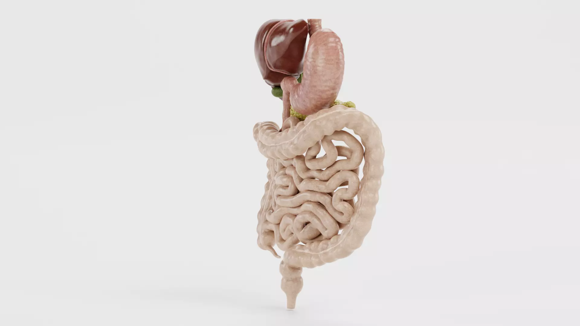 Digestive System - Realistic Human Internal Organs 3D model_4