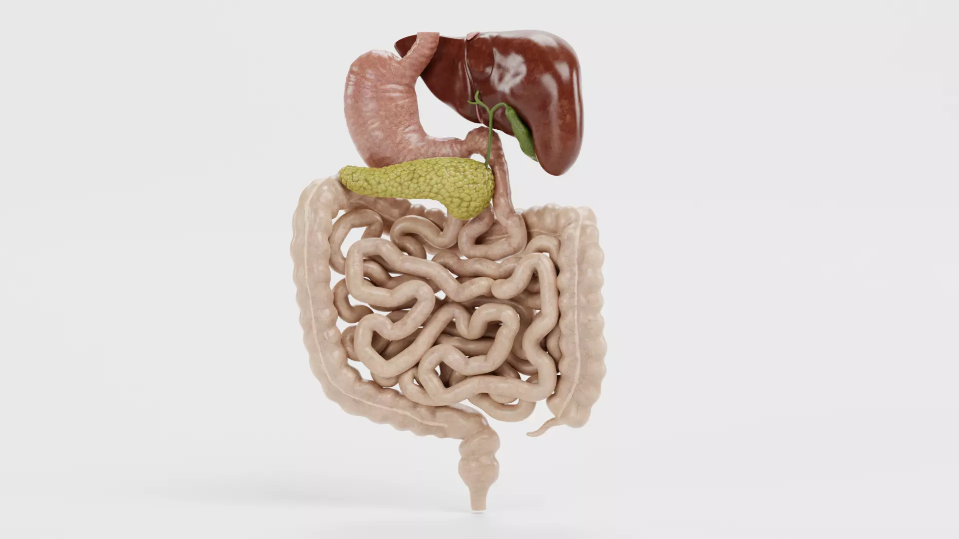 Digestive System - Realistic Human Internal Organs 3D model_10