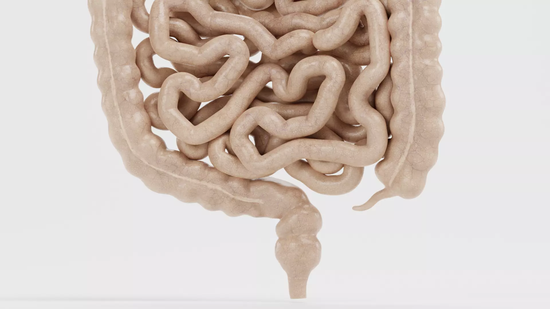 Digestive System - Realistic Human Internal Organs 3D model_15