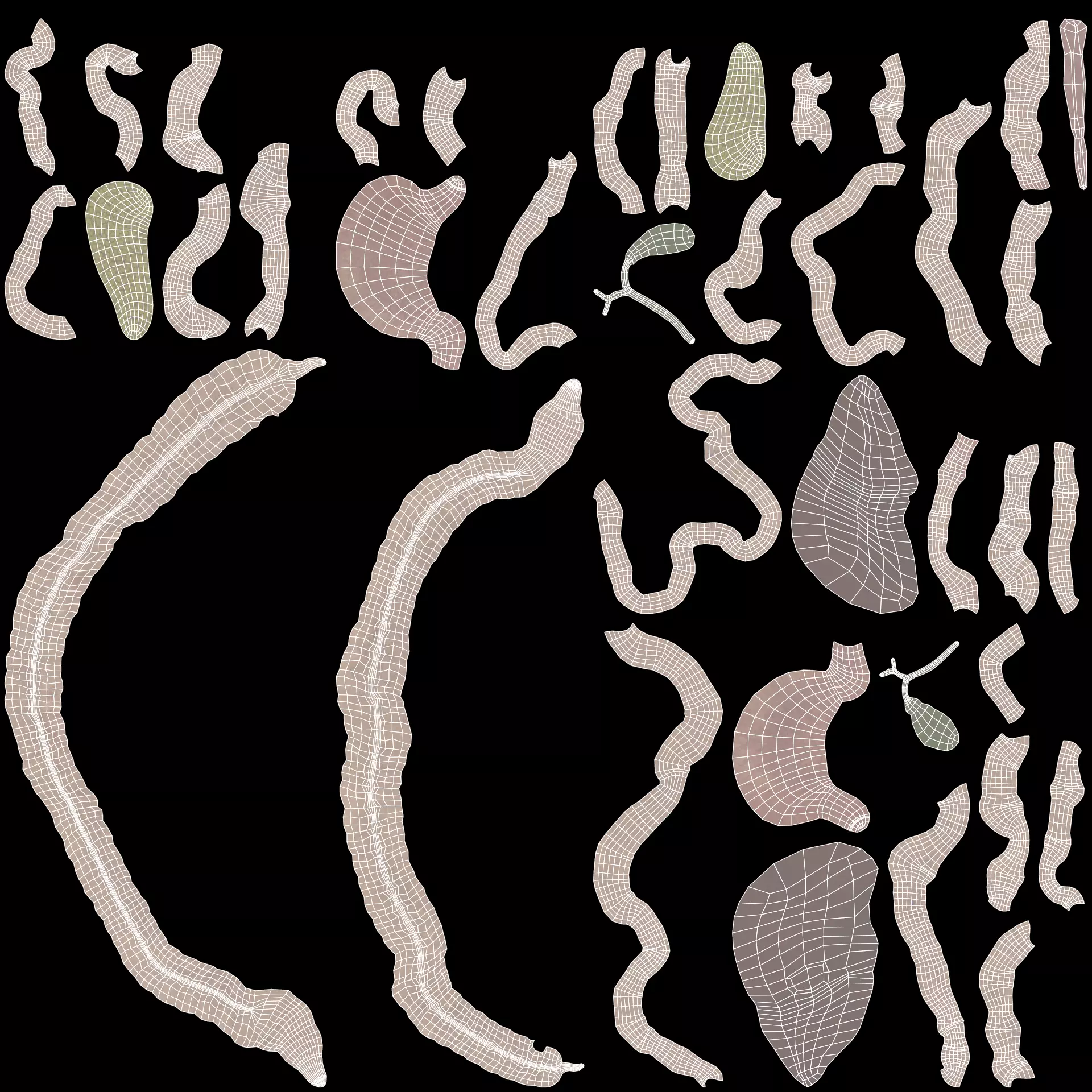 Digestive System - Realistic Human Internal Organs 3D model_18