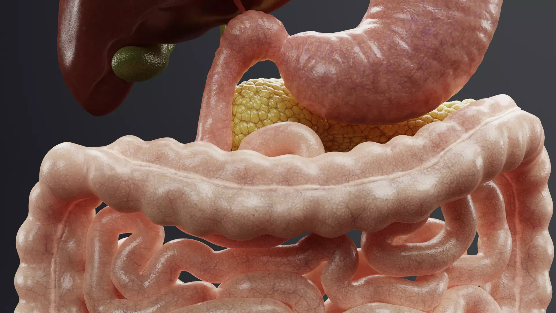 Digestive System - Realistic Human Internal Organs 3D model_8