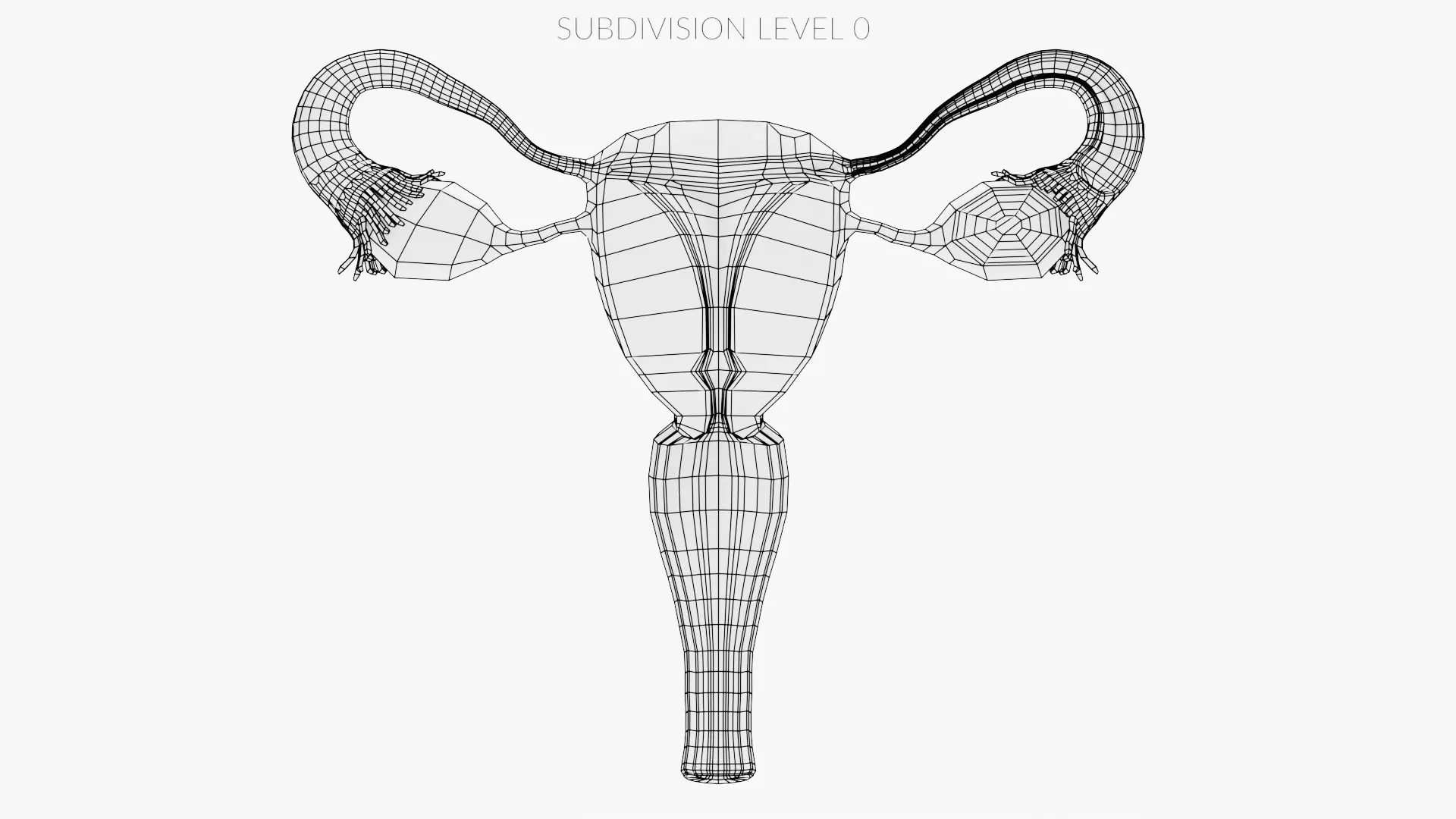 Female Reproductive System - Realistic Cross-Section Anatomy 3D model_10