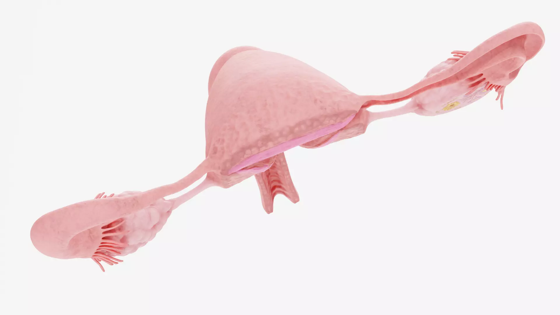 Female Reproductive System - Realistic Cross-Section Anatomy 3D model_8