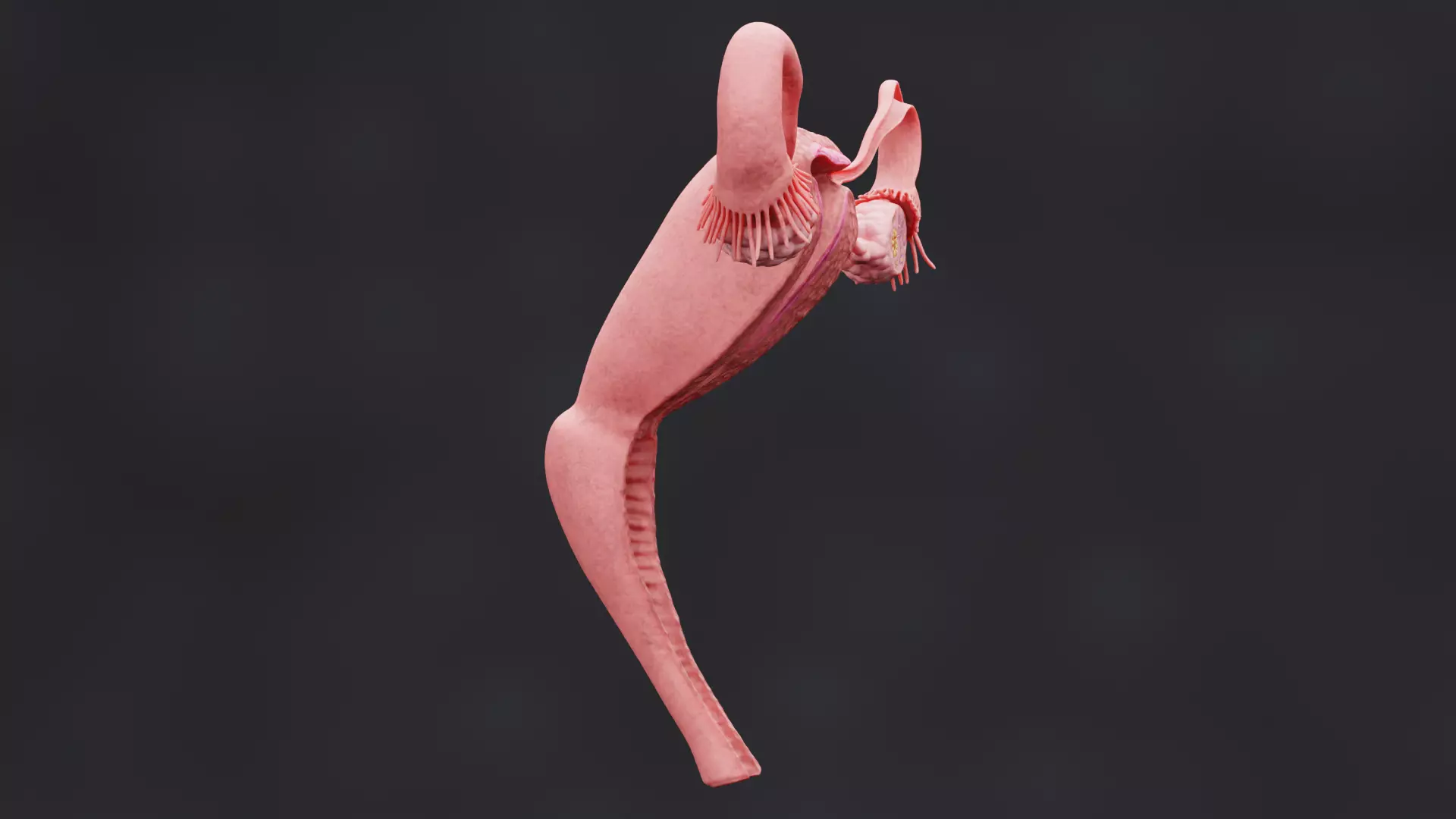 Female Reproductive System - Realistic Cross-Section Anatomy 3D model_2