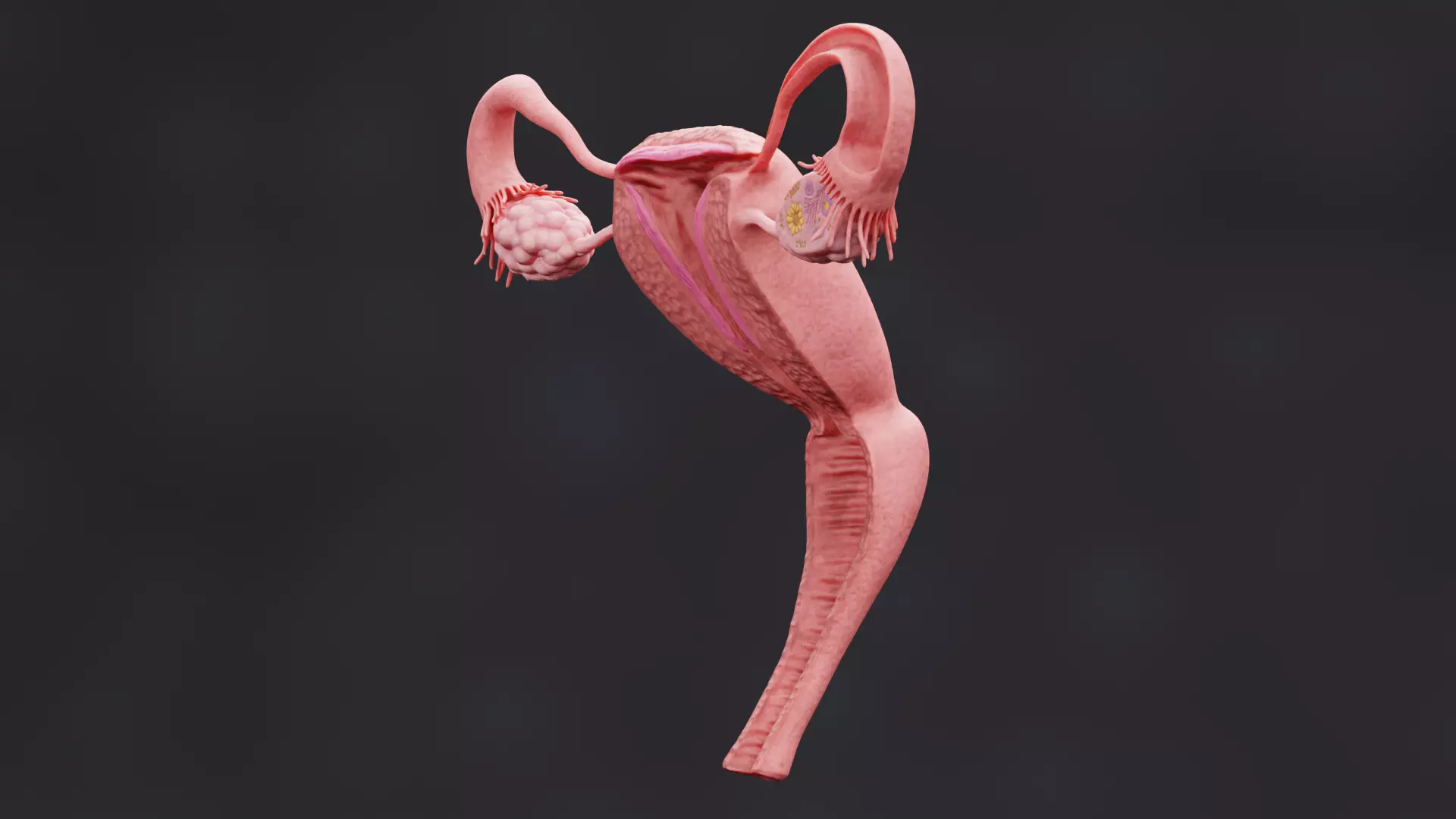 Female Reproductive System - Realistic Cross-Section Anatomy 3D model_4