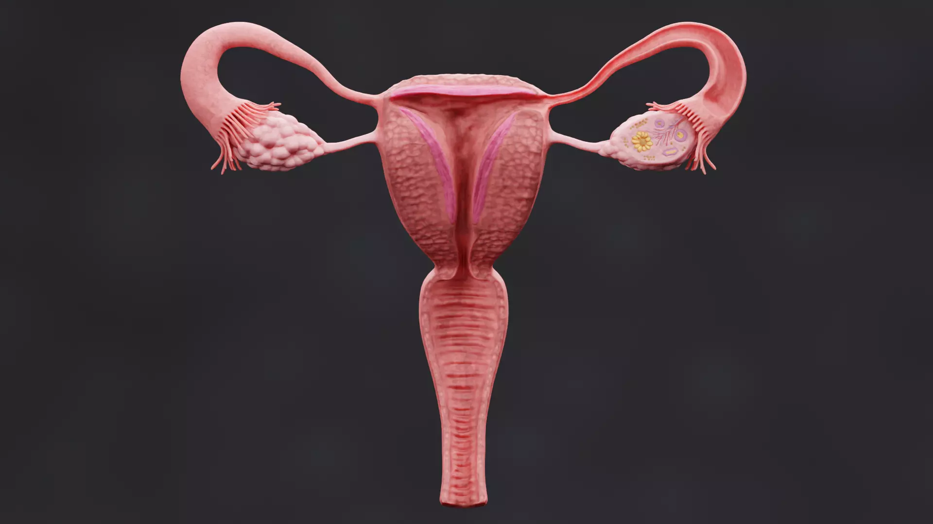 Female Reproductive System - Realistic Cross-Section Anatomy 3D model_0
