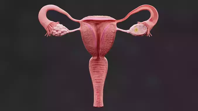Female Reproductive System - Realistic Cross-Section Anatomy