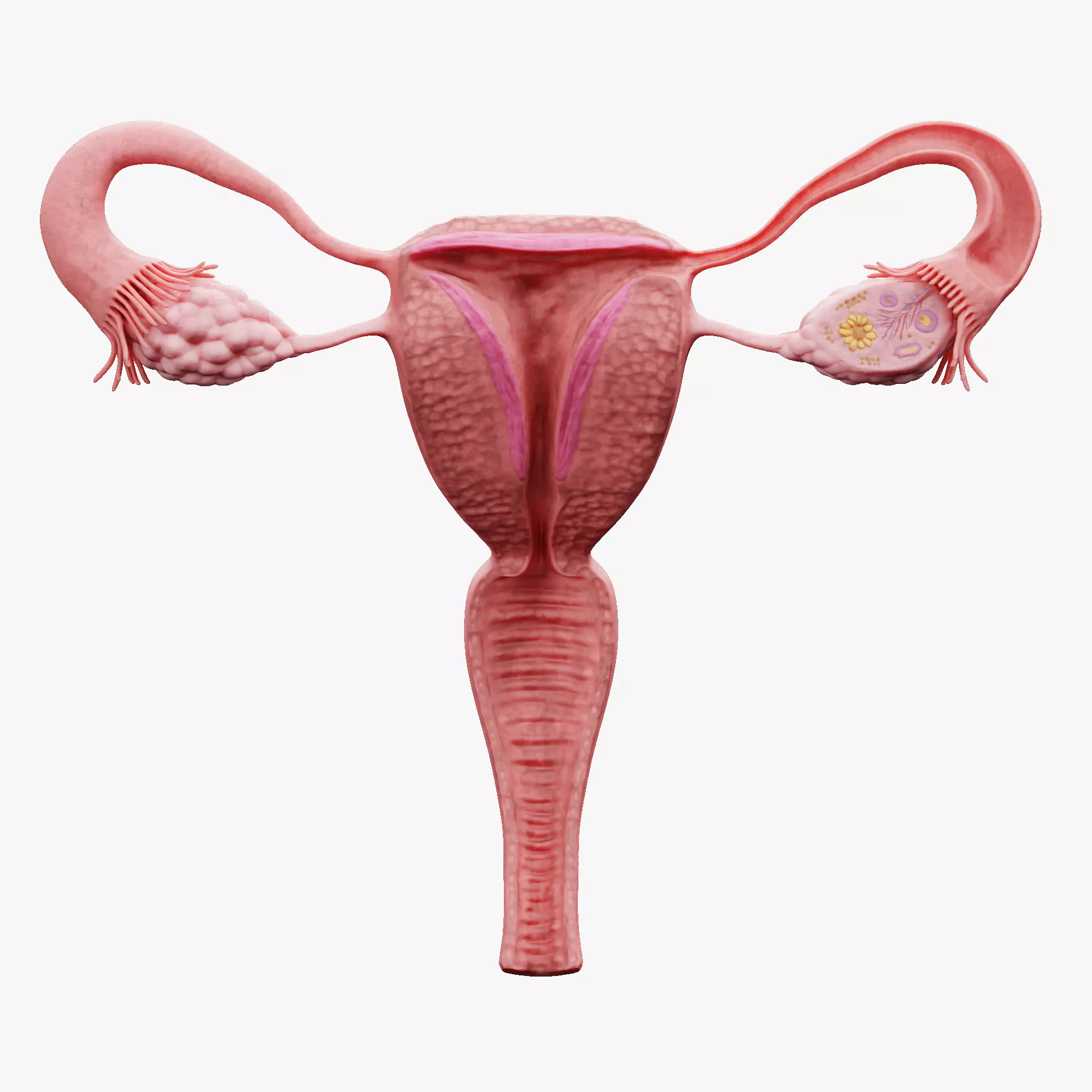 Female Reproductive System - Realistic Cross-Section Anatomy 3D model_14