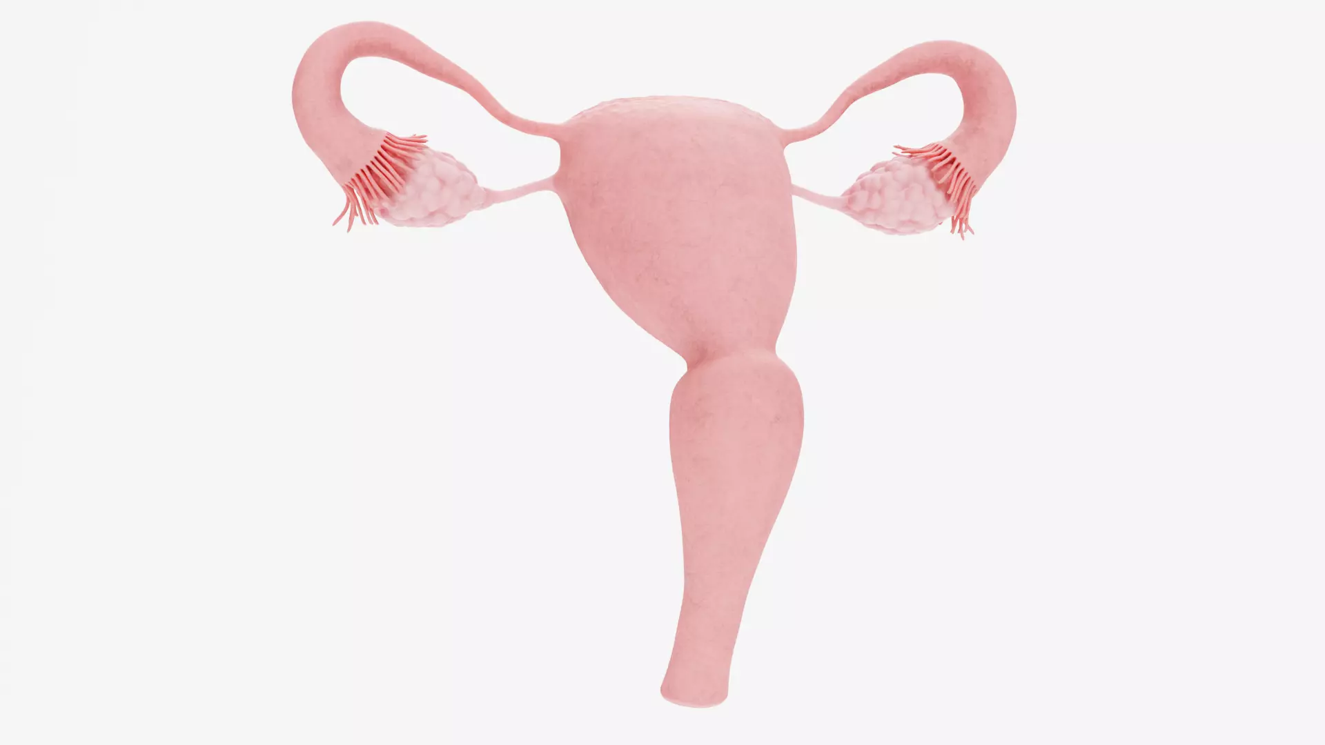 Female Reproductive System - Realistic Cross-Section Anatomy 3D model_6