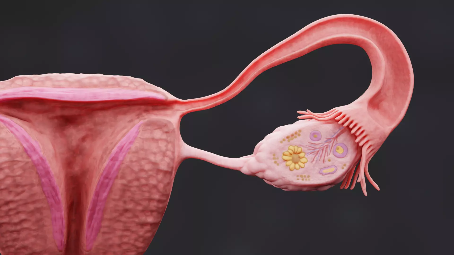Female Reproductive System - Realistic Cross-Section Anatomy 3D model_5