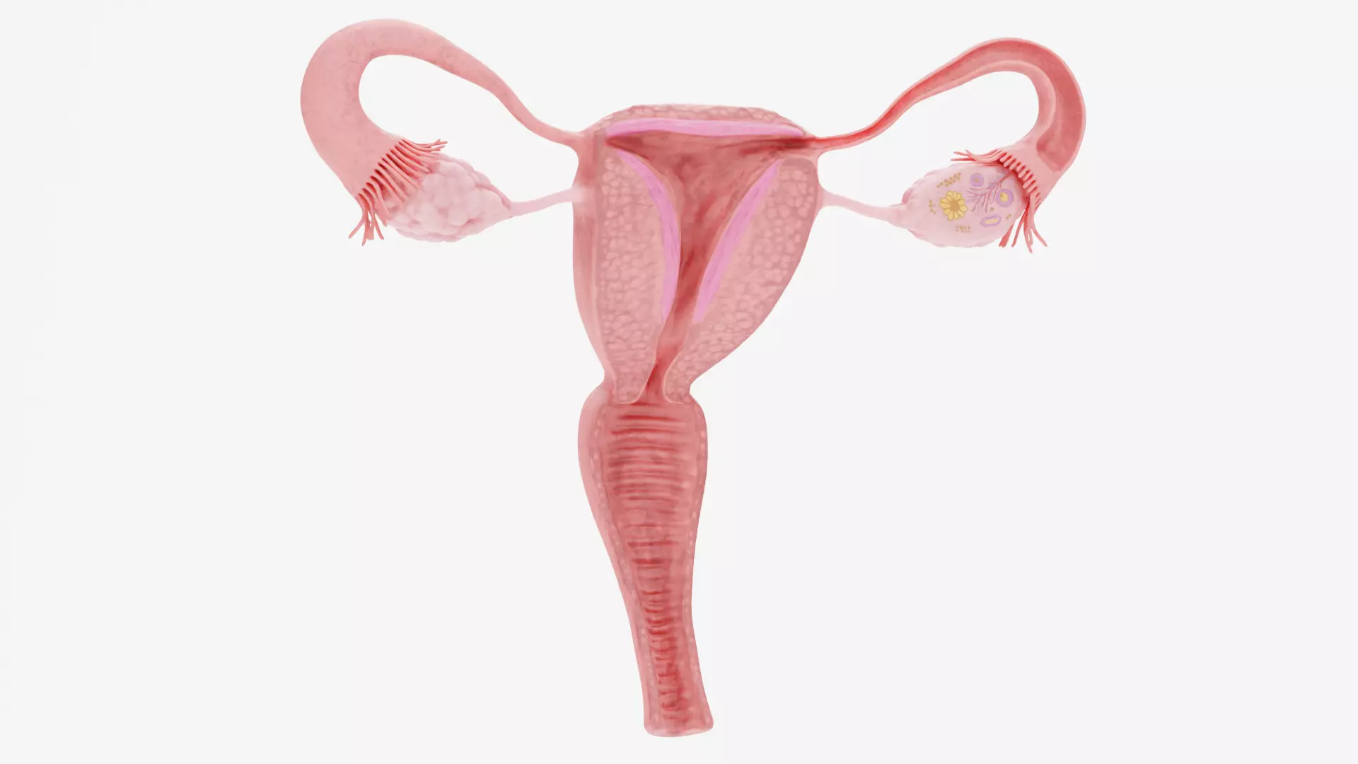 Female Reproductive System - Realistic Cross-Section Anatomy 3D model_7
