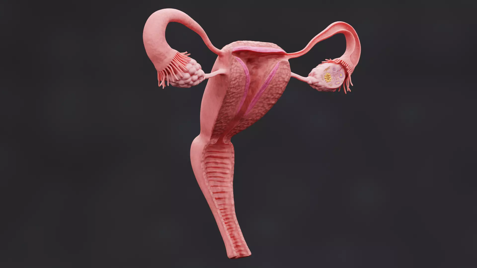 Female Reproductive System - Realistic Cross-Section Anatomy 3D model_1
