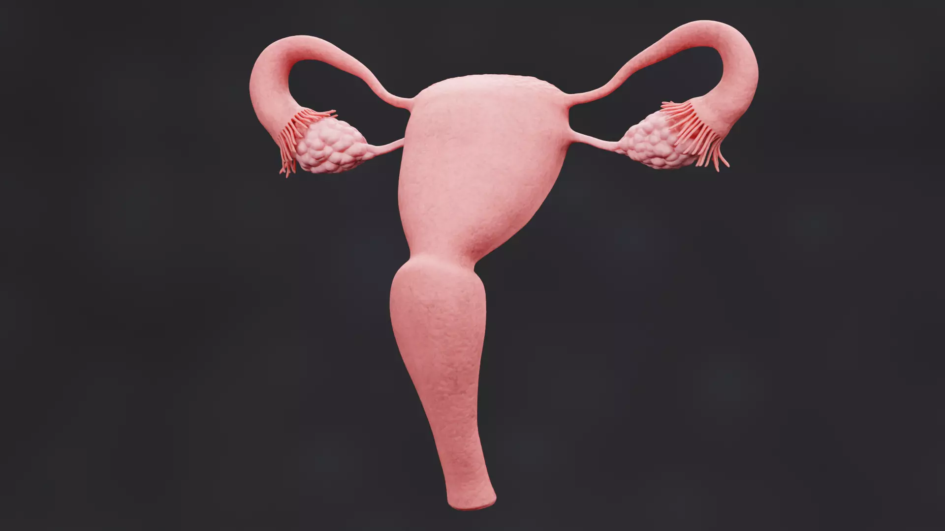 Female Reproductive System - Realistic Cross-Section Anatomy 3D model_3