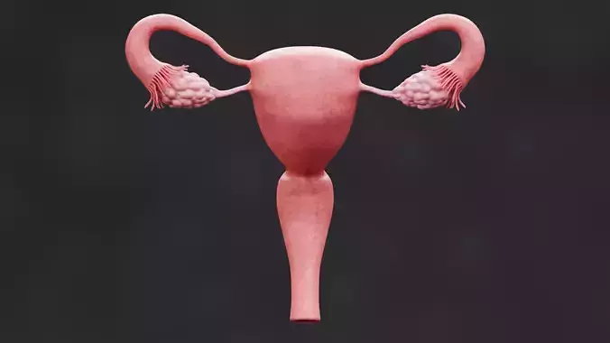 Female Reproductive System - Realistic Human Anatomy