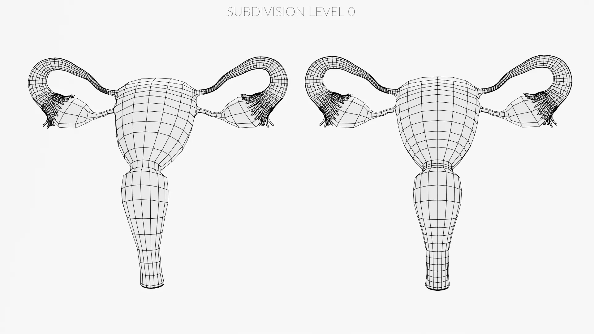 Female Reproductive System Set - Realistic Human Anatomy Low-poly 3D model_14