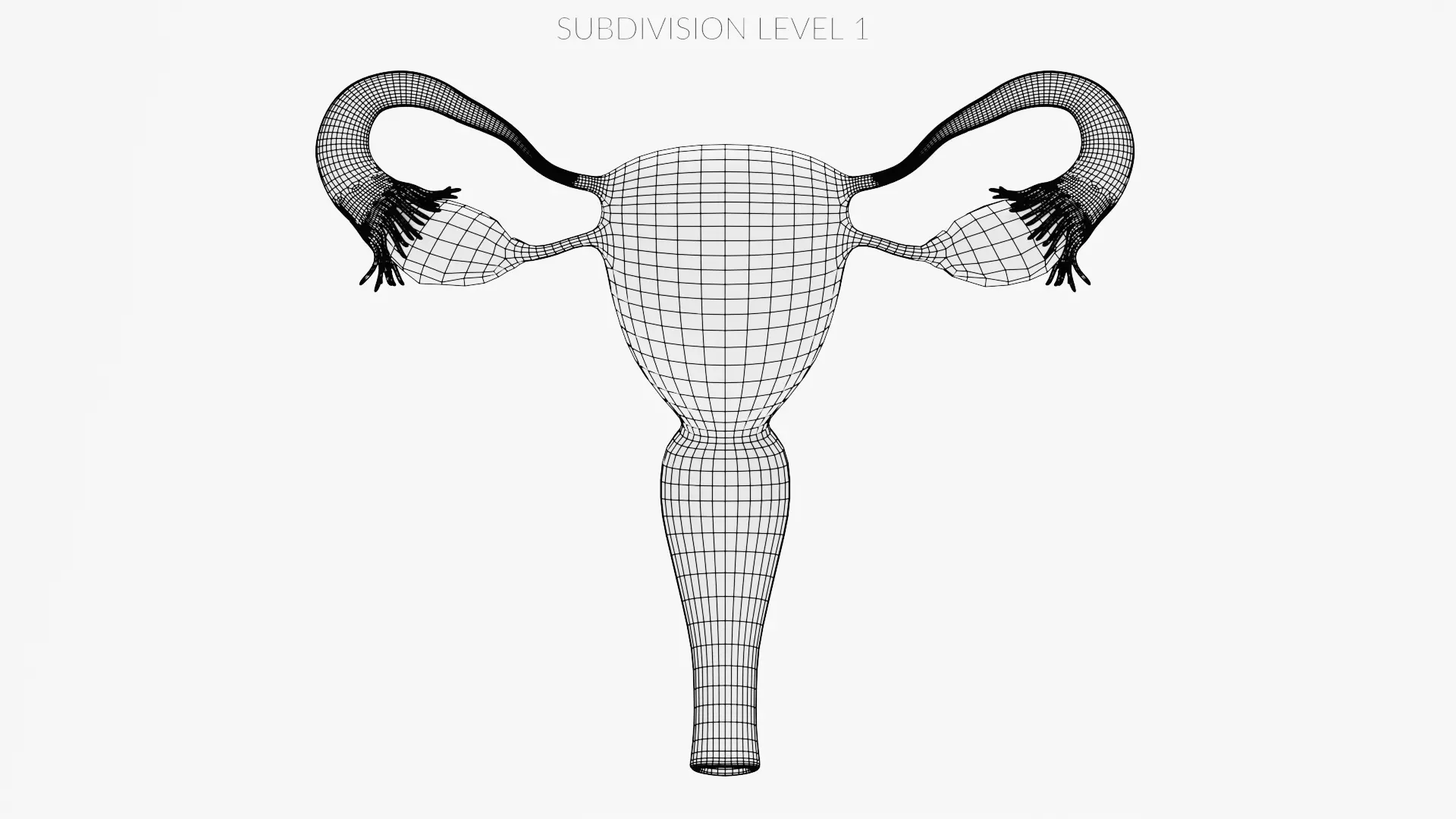 Female Reproductive System Set - Realistic Human Anatomy Low-poly 3D model_19