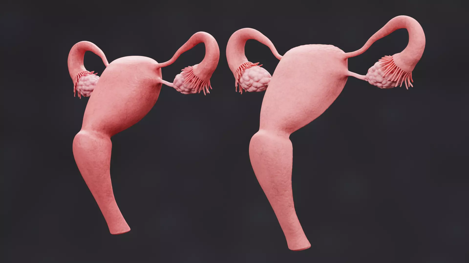 Female Reproductive System Set - Realistic Human Anatomy Low-poly 3D model_4