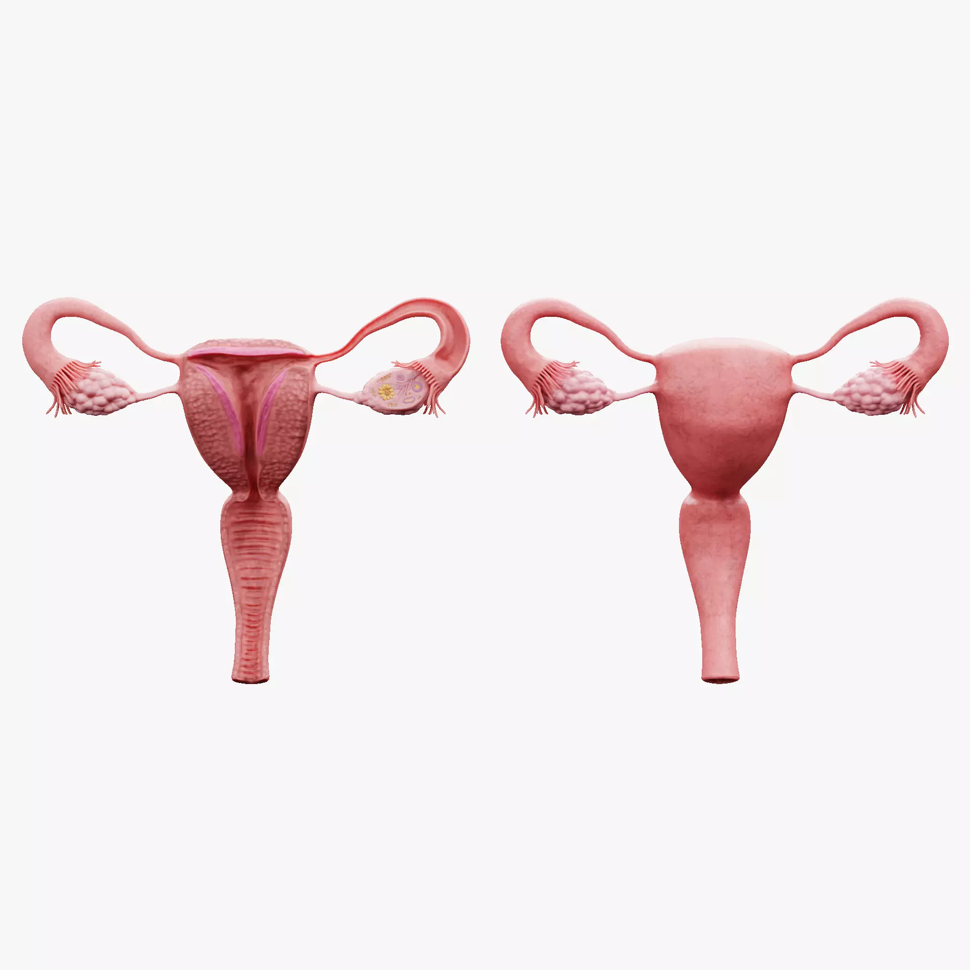 Female Reproductive System Set - Realistic Human Anatomy Low-poly 3D model_24