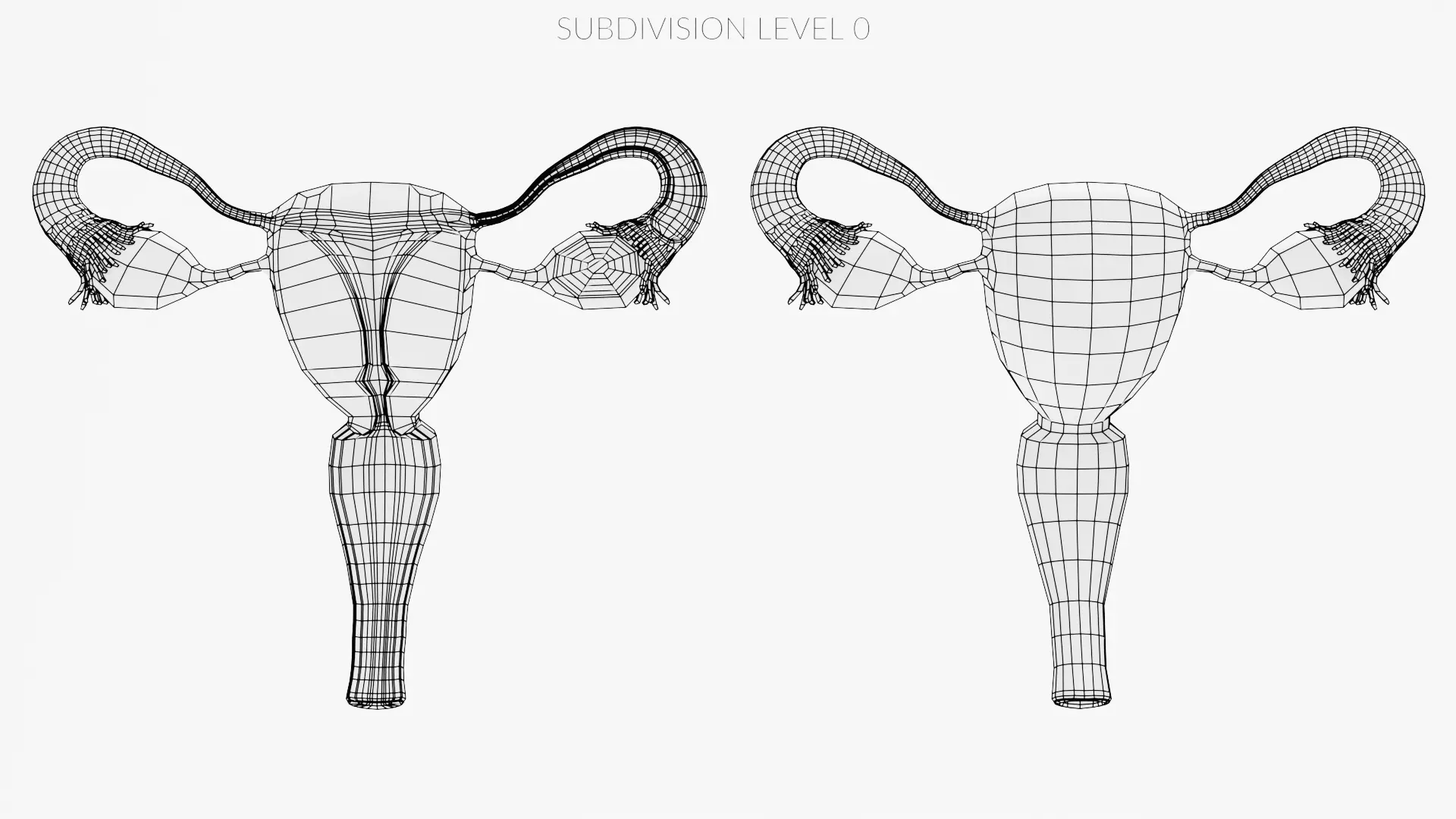 Female Reproductive System Set - Realistic Human Anatomy Low-poly 3D model_12