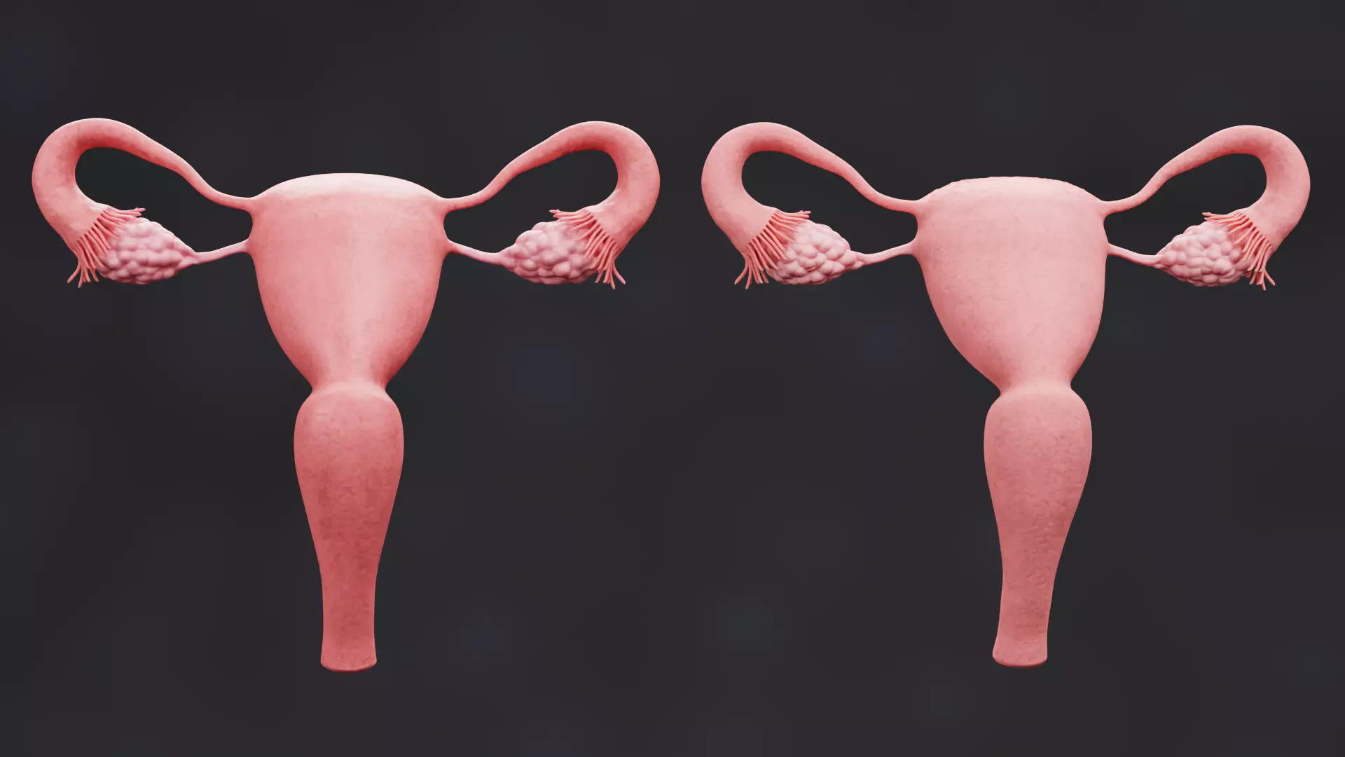 Female Reproductive System Set - Realistic Human Anatomy Low-poly 3D model_5