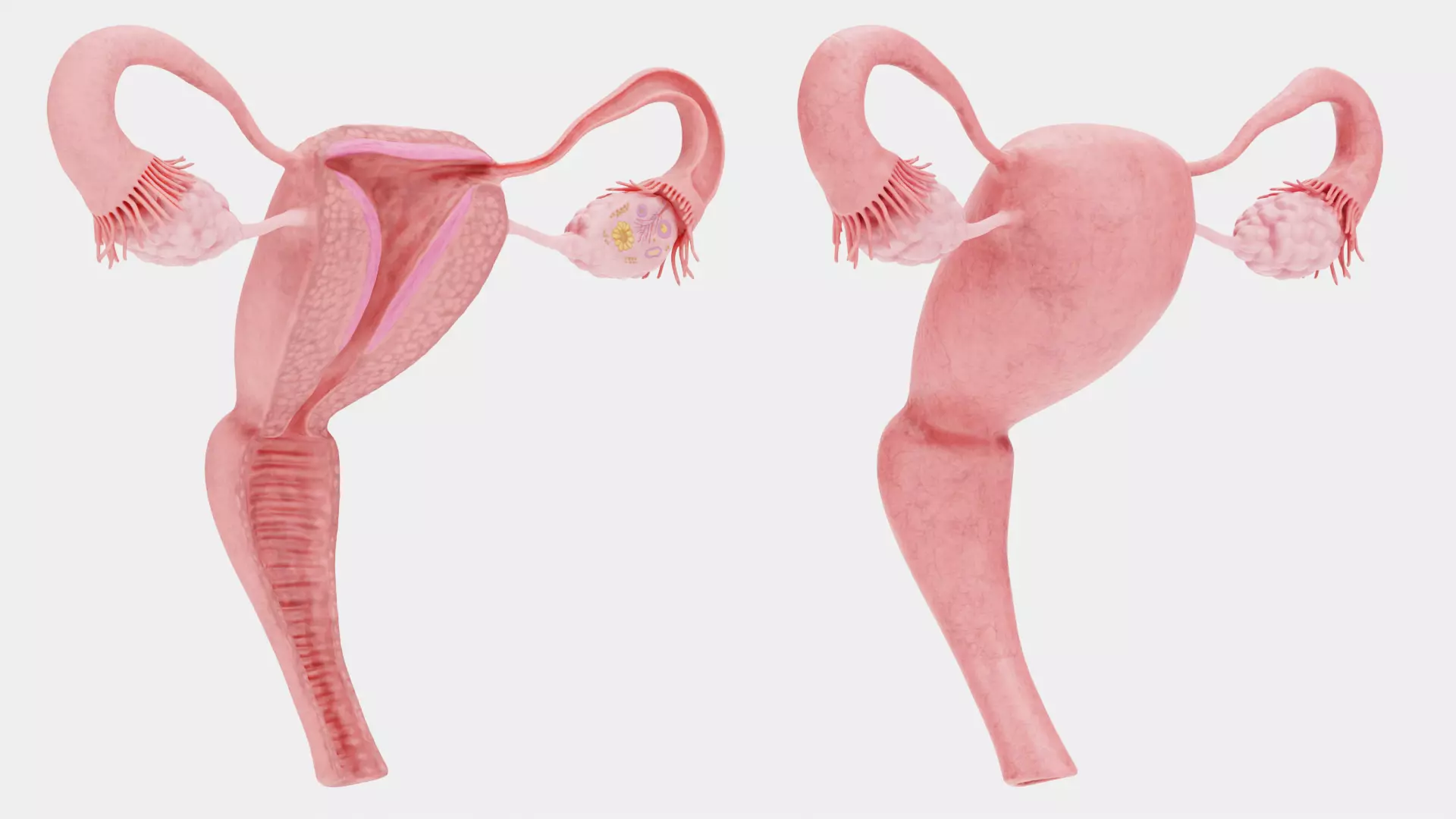 Female Reproductive System Set - Realistic Human Anatomy Low-poly 3D model_7