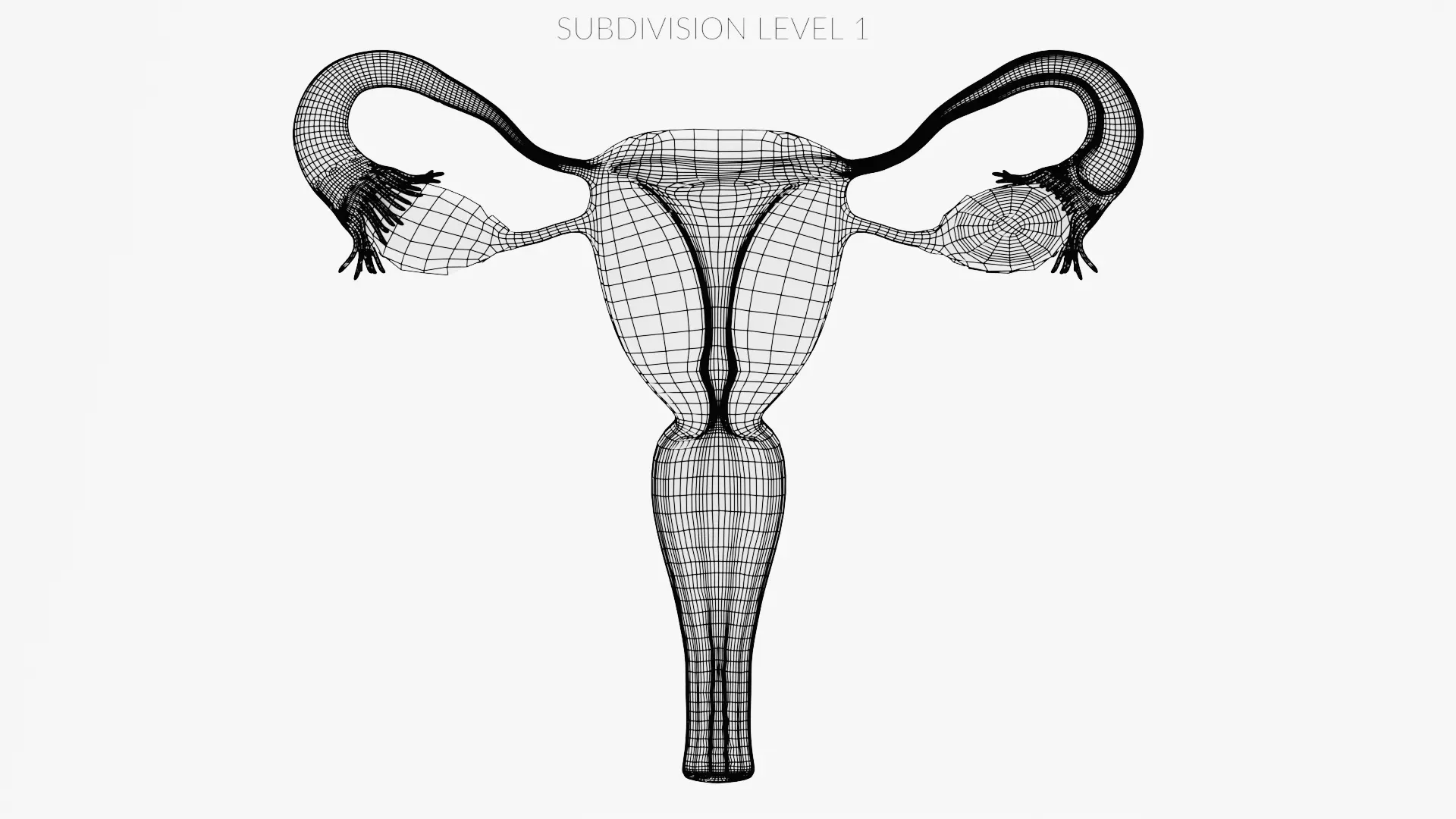 Female Reproductive System Set - Realistic Human Anatomy Low-poly 3D model_23