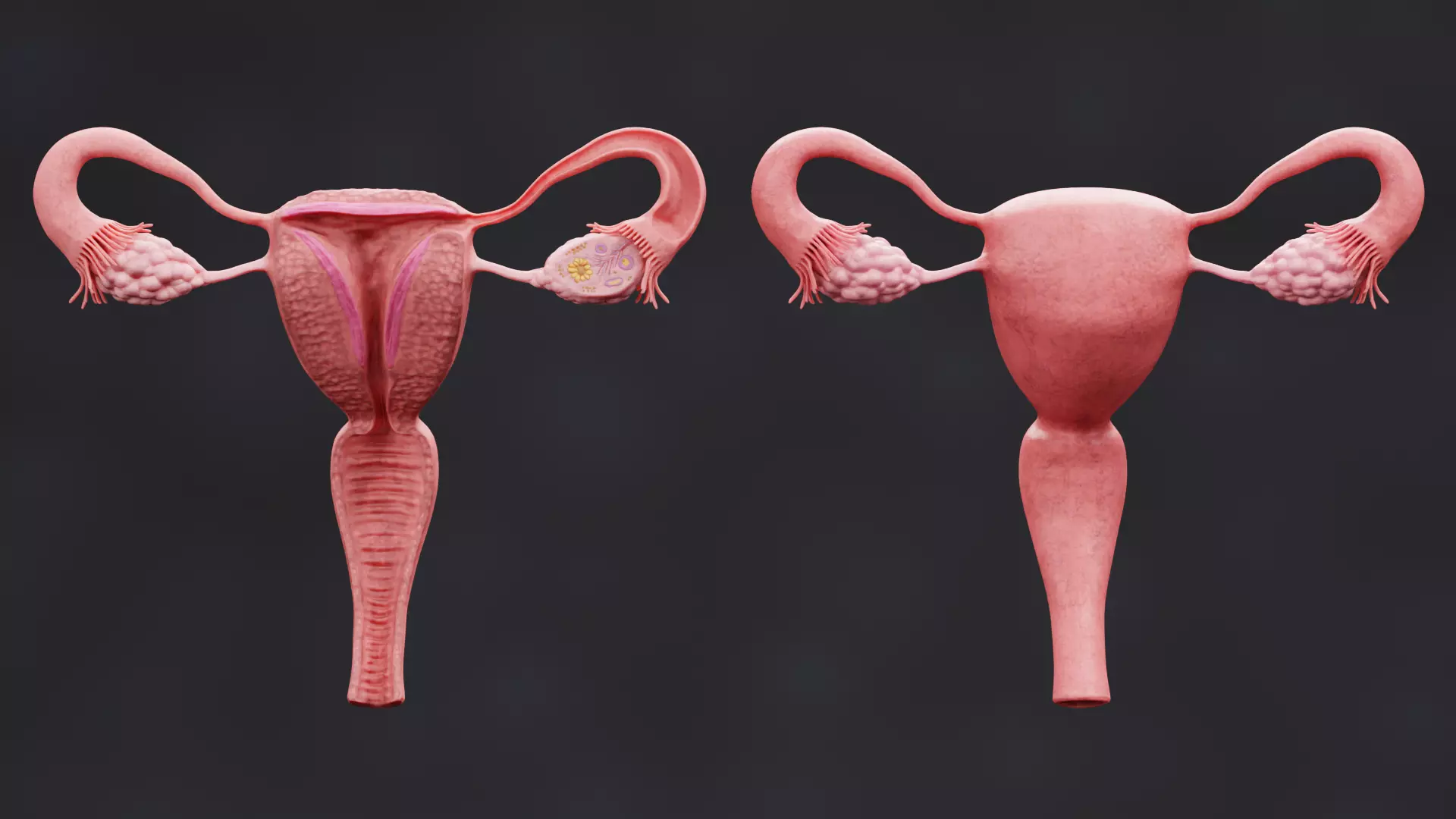 Female Reproductive System Set - Realistic Human Anatomy Low-poly 3D model_0