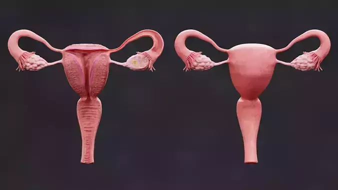 Female Reproductive System Set - Realistic Human Anatomy
