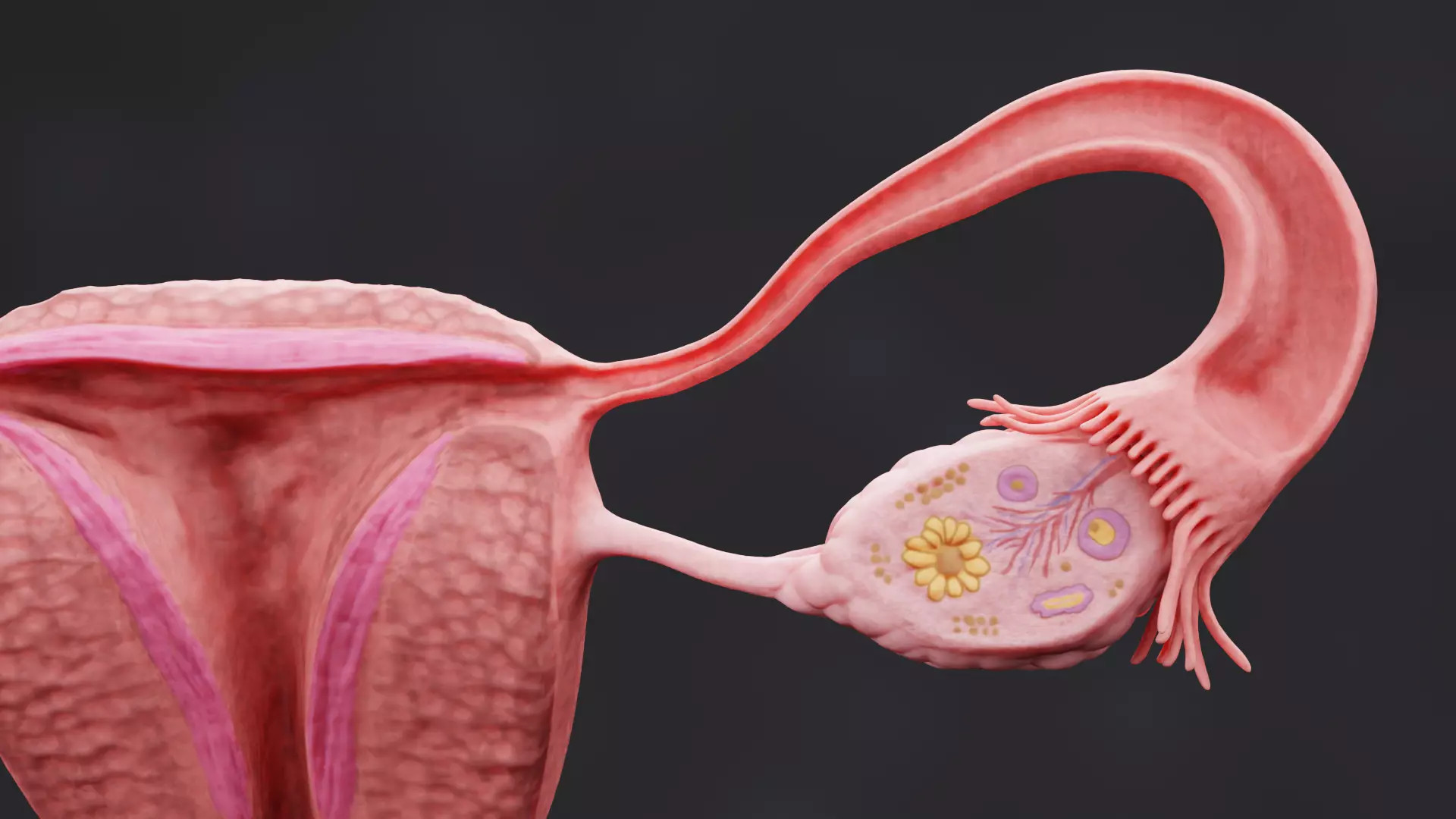 Female Reproductive System Set - Realistic Human Anatomy Low-poly 3D model_9