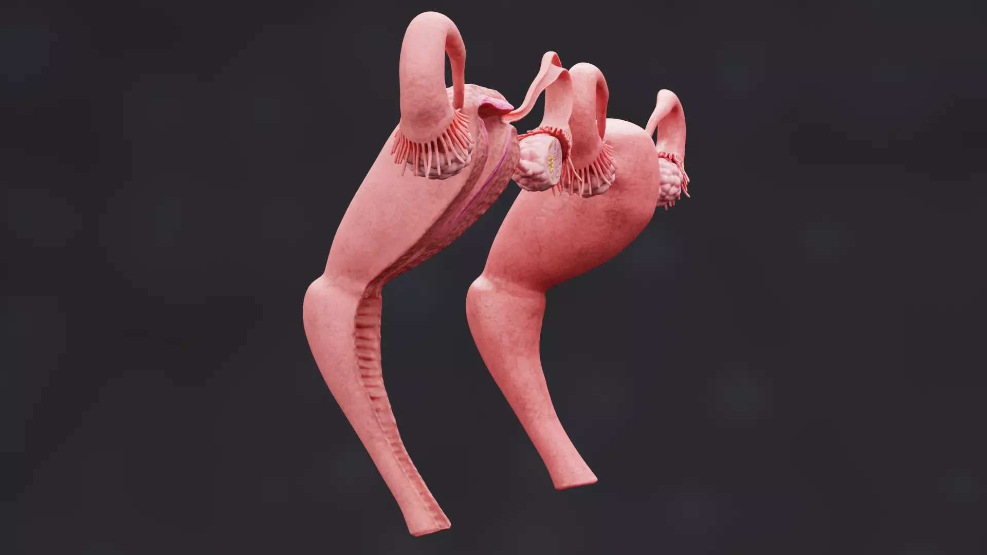 Female Reproductive System Set - Realistic Human Anatomy Low-poly 3D model_2