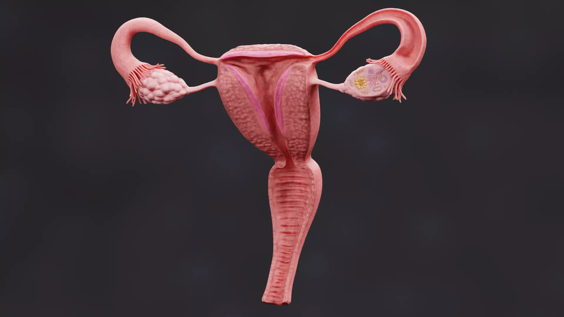Female Reproductive System Set - Realistic Human Anatomy Low-poly 3D model_3