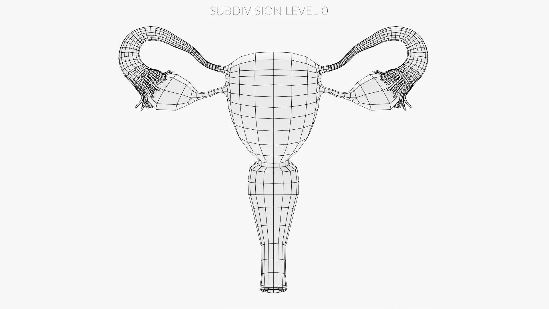 Female Reproductive System Set - Realistic Human Anatomy Low-poly 3D model_18
