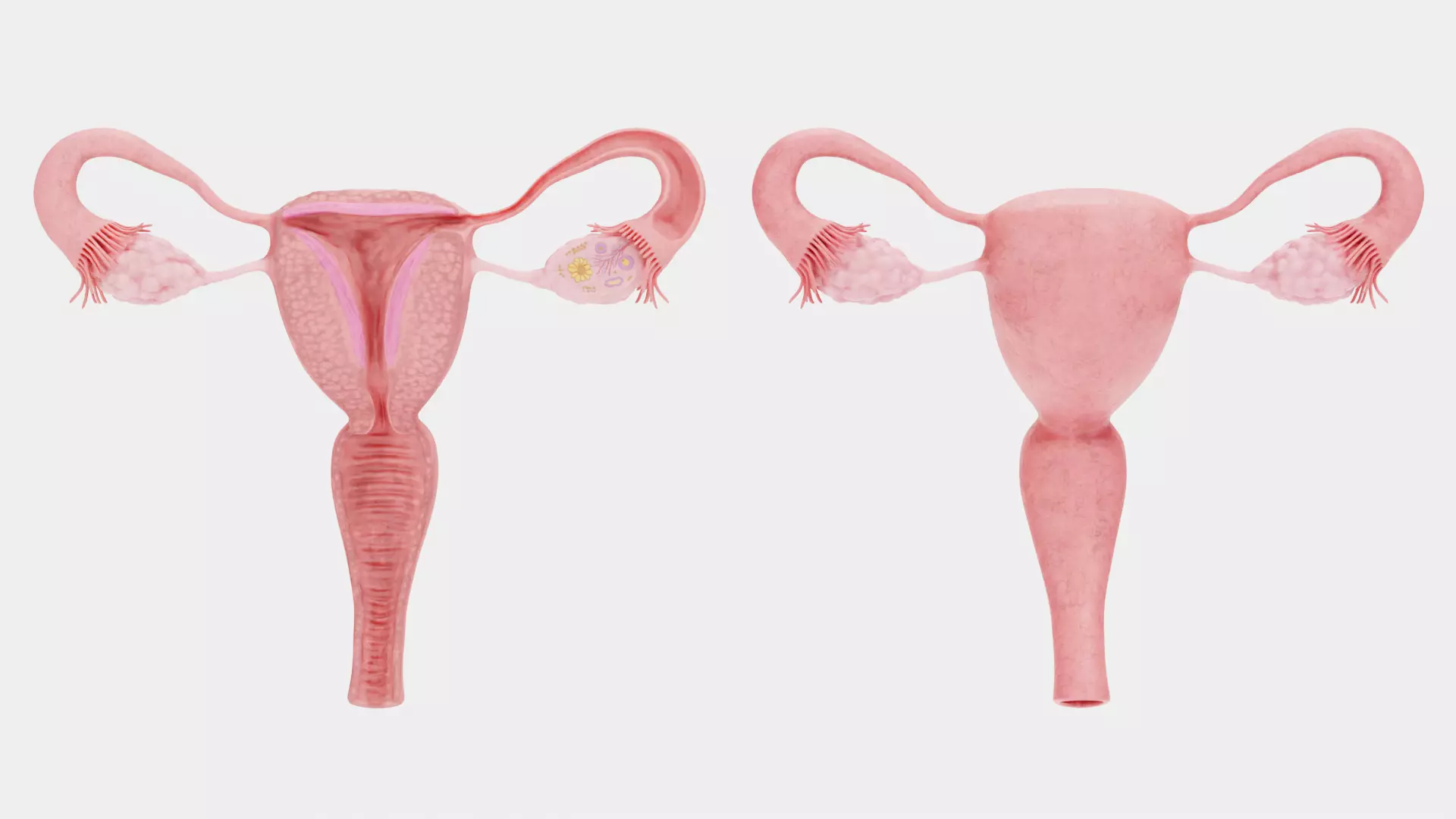 Female Reproductive System Set - Realistic Human Anatomy Low-poly 3D model_8