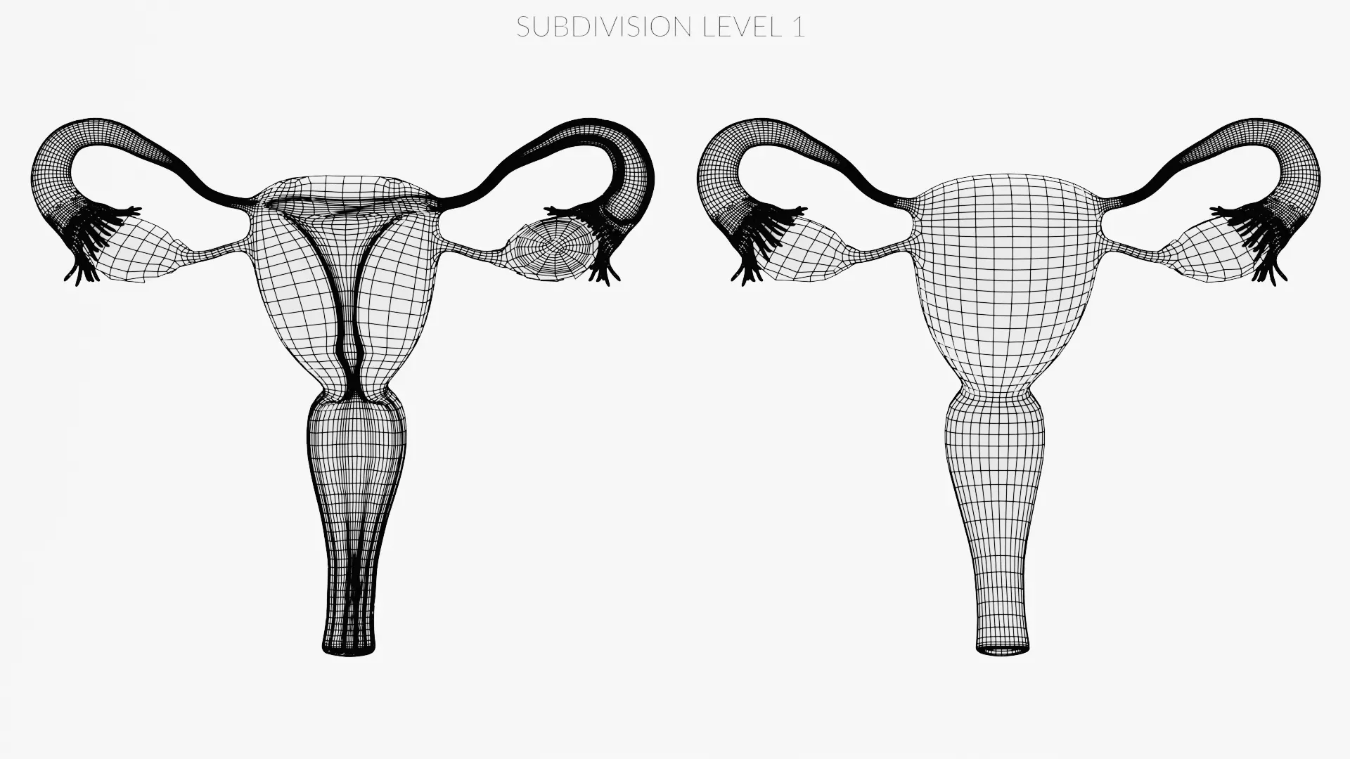 Female Reproductive System Set - Realistic Human Anatomy Low-poly 3D model_13