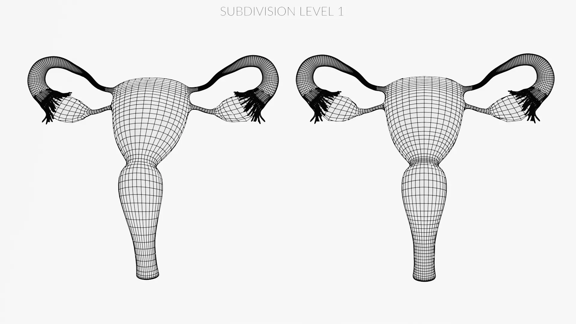 Female Reproductive System Set - Realistic Human Anatomy Low-poly 3D model_15