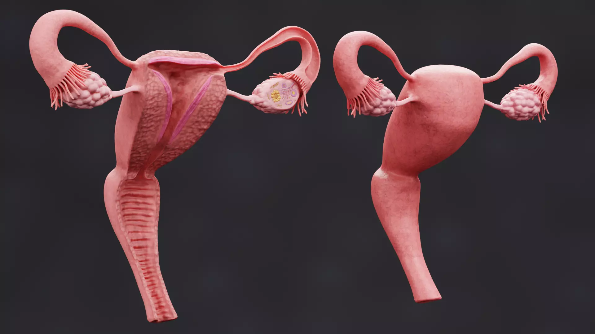 Female Reproductive System Set - Realistic Human Anatomy Low-poly 3D model_1