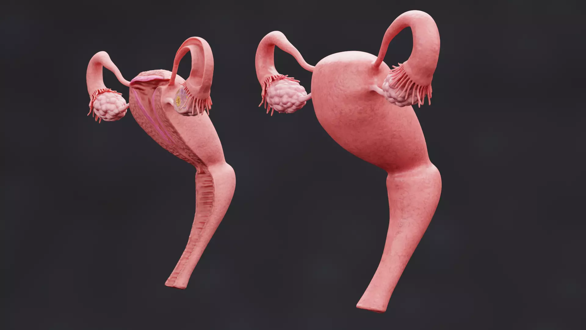 Female Reproductive System Set - Realistic Human Anatomy Low-poly 3D model_6