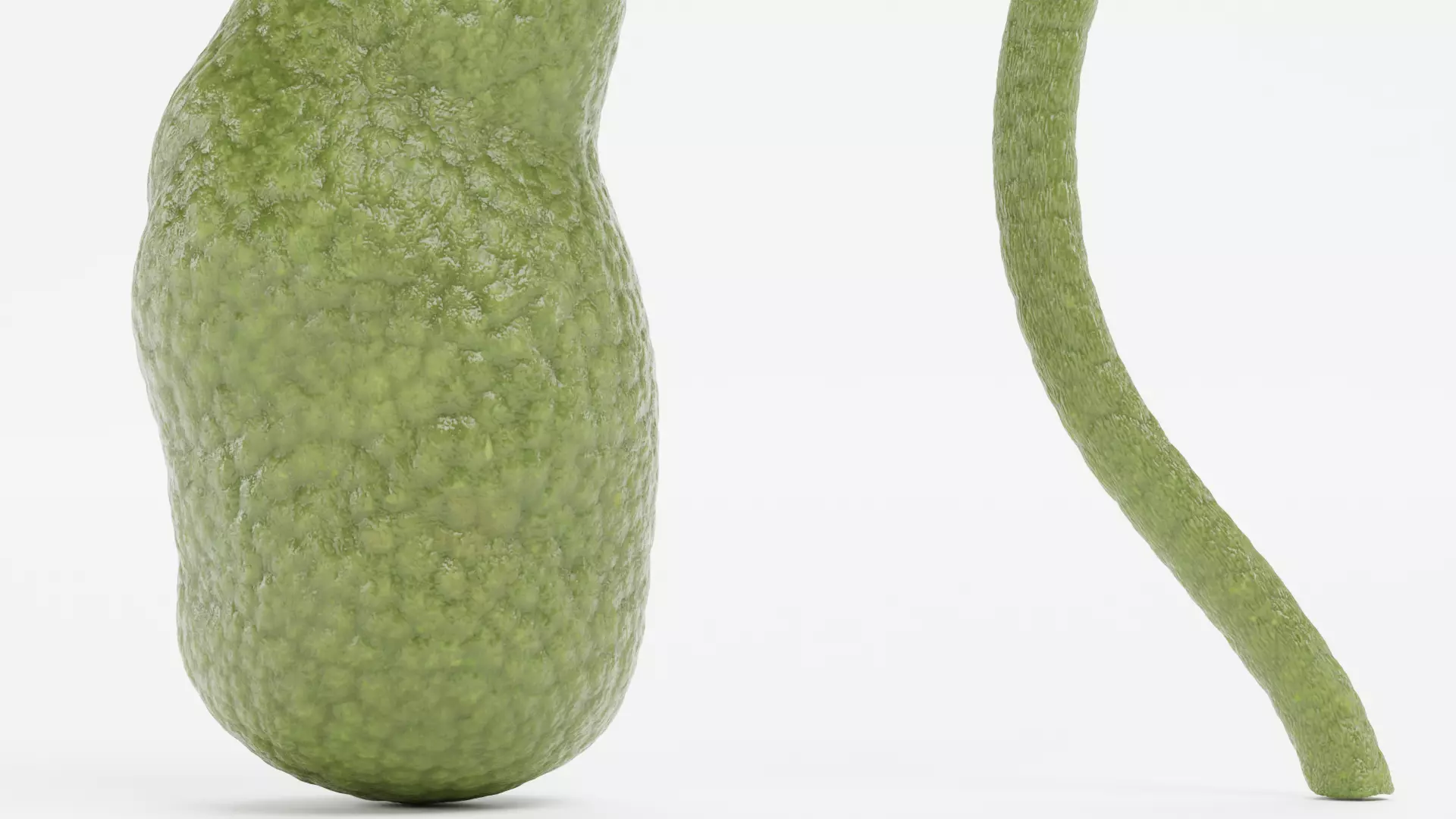 Gallbladder - Realistic Human Anatomy Low-poly 3D model_6