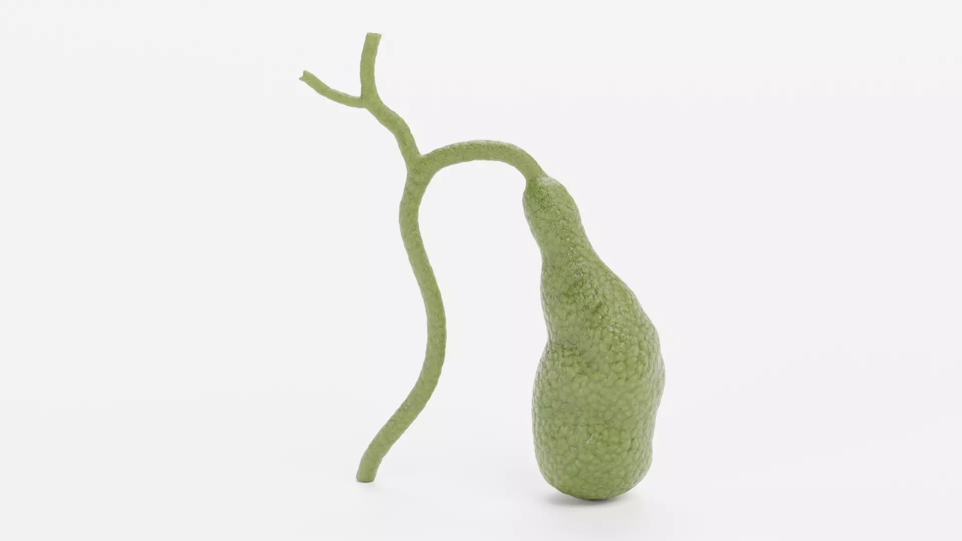 Gallbladder - Realistic Human Anatomy Low-poly 3D model_3