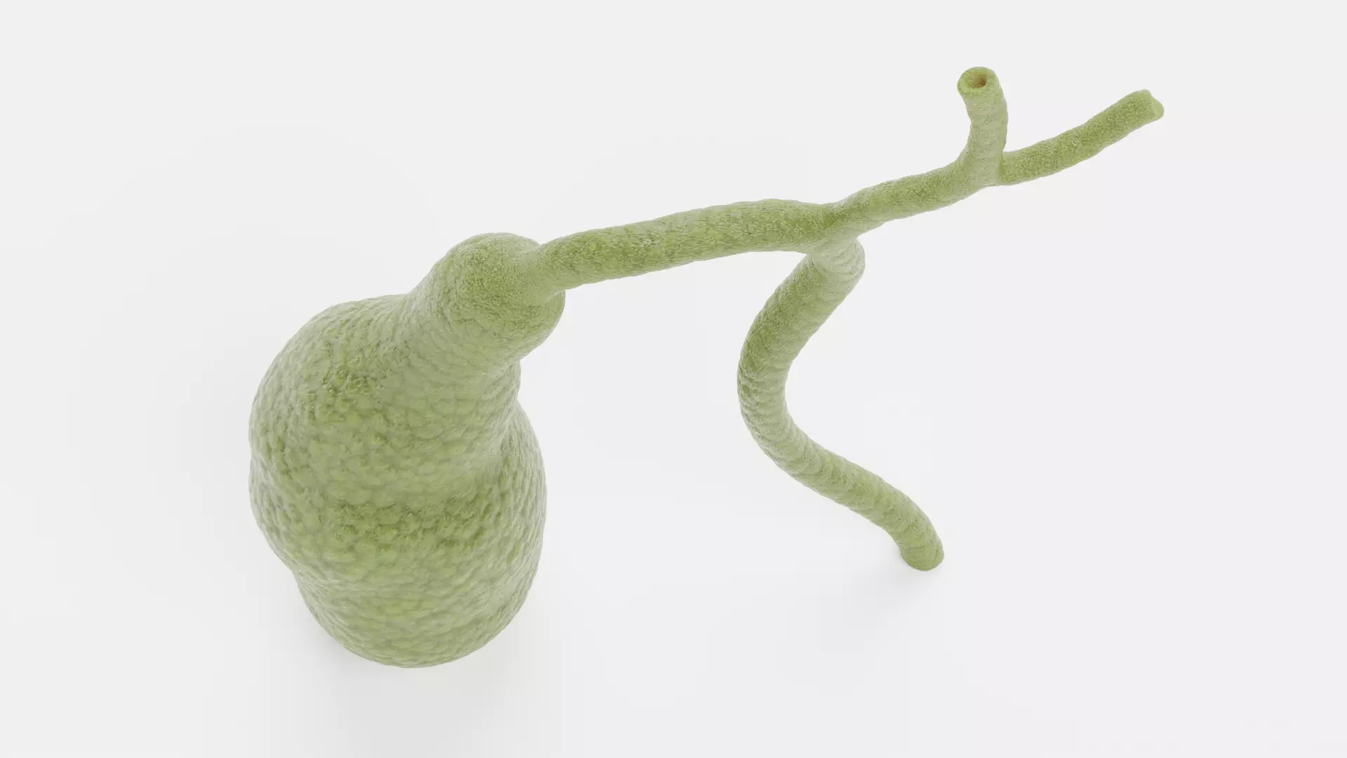 Gallbladder - Realistic Human Anatomy Low-poly 3D model_5