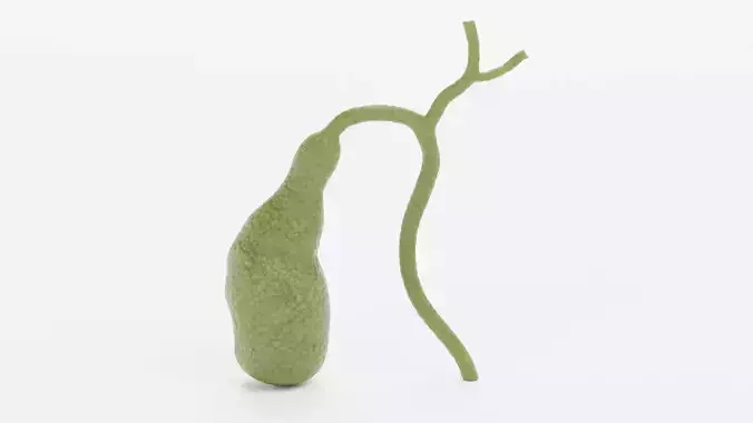 Gallbladder - Realistic Human Anatomy