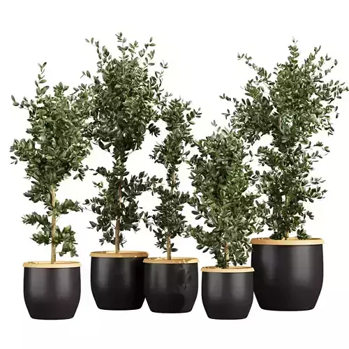 Collection plant vol 666 - indoor - ficus - leaf