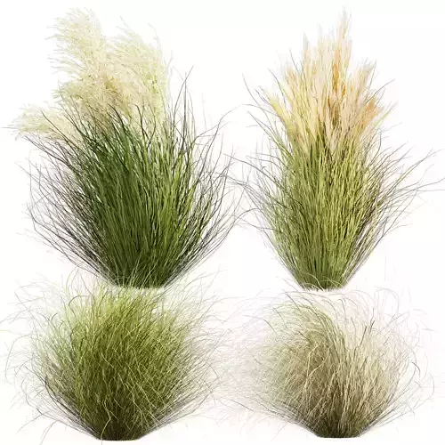Collection plant vol 669 - grass - pampas