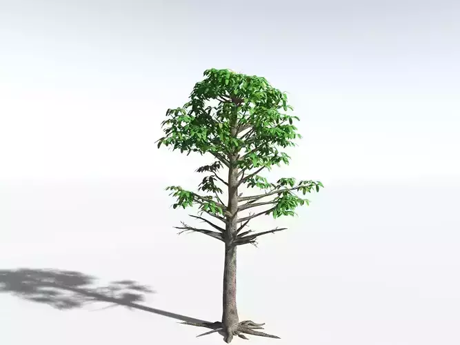 EVERYPlant Glossopteris Communis LowPoly