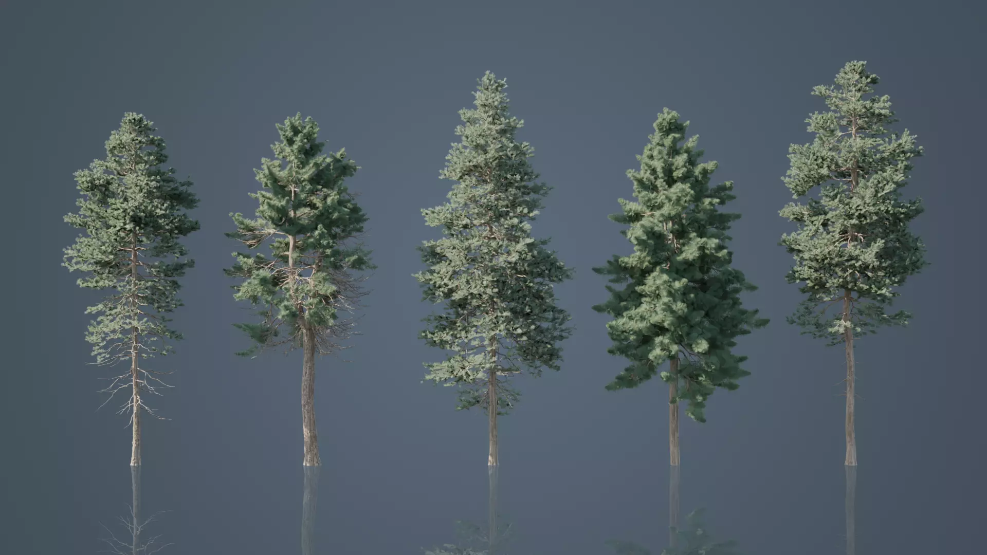 Tall Conifer Trees Free 3D model_0